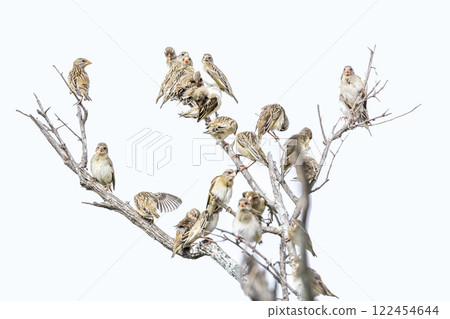 Red-billed Quelea in Greater Kruger National park, South Africa 122454644