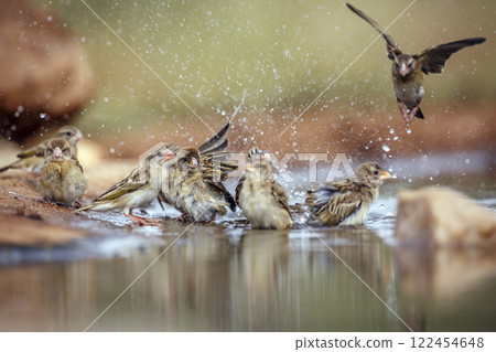 Red-billed Quelea in Greater Kruger National park, South Africa 122454648
