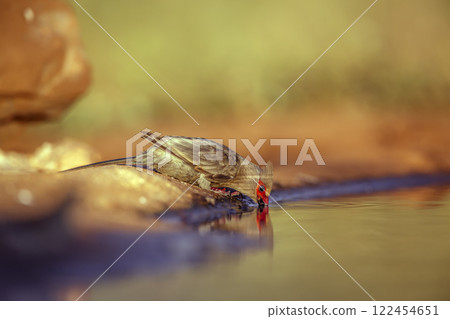Red faced Mousebird in Greater Kruger National park, South Africa ; Specie Urocolius indicus family of Coliidae Red faced Mousebird in Greater Kruger National park, South Africa ; Specie Urocolius indicus family of Coliidae 122454651