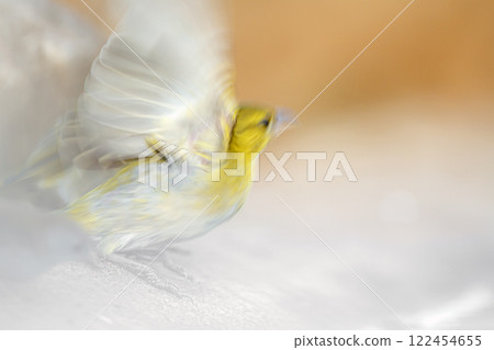 Red headed weaver in Greater Kruger National park, South Africa 122454655