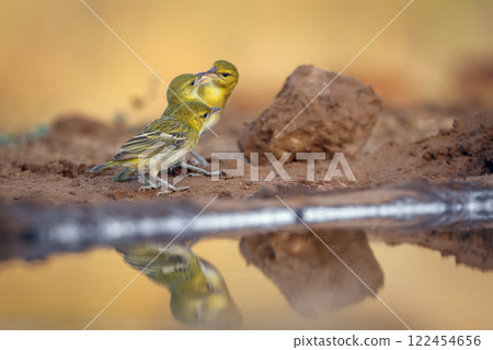 Red headed weaver in Greater Kruger National park, South Africa 122454656