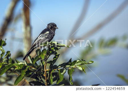 Southern black Tit in Greater Kruger National park, South Africa 122454659