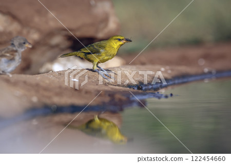 Spectacled Weaver in Greater Kruger National park, South Africa 122454660