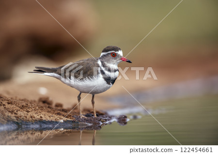 Three banded Plover in Greater Kruger National park, South Africa Three banded Plover in Greater Kruger National park, South Africa 122454661