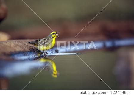 Yellow fronted Canary in Greater Kruger National park, South Africa 122454663