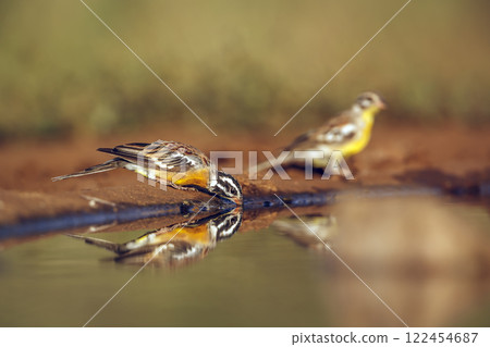 African Golden breasted Bunting in Greater Kruger National park, South Africa African Golden breasted Bunting in Greater Kruger National park, South Africa 122454687