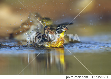 African Golden breasted Bunting in Greater Kruger National park, South Africa 122454691
