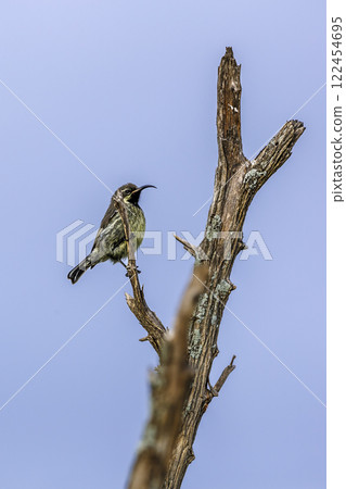 Amethyst Sunbird in Greater Kruger National park, South Africa 122454695