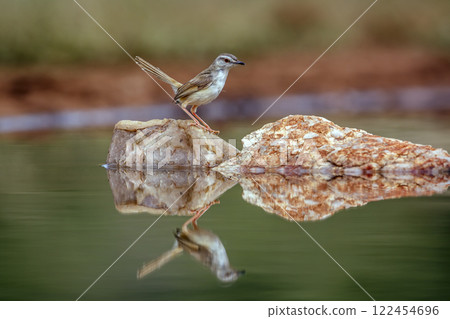 Black chested Prinia in Greater Kruger National park, South Africa Black chested Prinia in Greater Kruger National park, South Africa 122454696