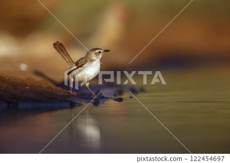 Black chested Prinia in Greater Kruger National park, South Africa 122454697