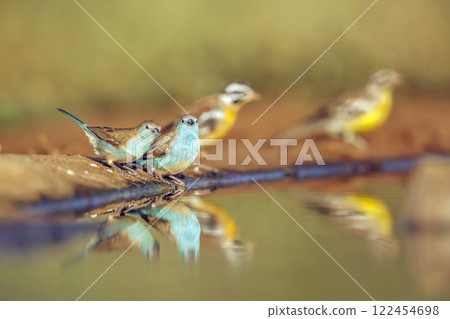 Blue breasted Cordonbleu in Greater Kruger National park, South Africa 122454698