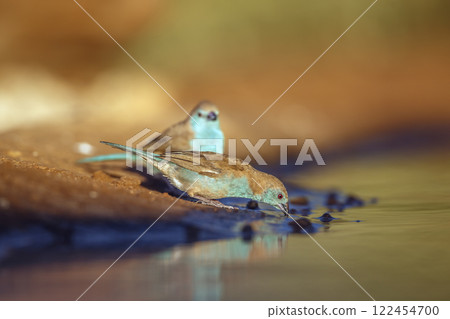 Blue breasted Cordonbleu in Greater Kruger National park, South Africa 122454700