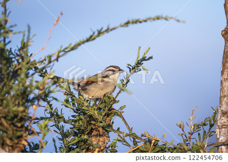 Brown crowned Tchagra in Greater Kruger National park, South Africa Brown crowned Tchagra in Greater Kruger National park, South Africa 122454706