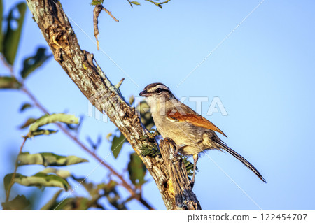 Brown crowned Tchagra in Greater Kruger National park, South Africa Brown crowned Tchagra in Greater Kruger National park, South Africa 122454707