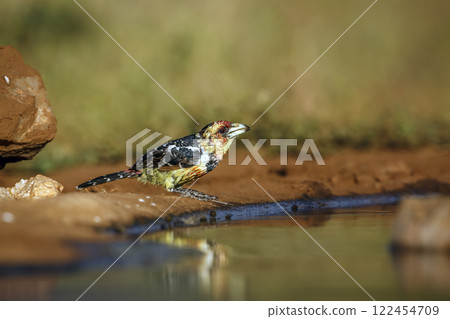 Crested Barbet in Greater Kruger National park, South Africa 122454709