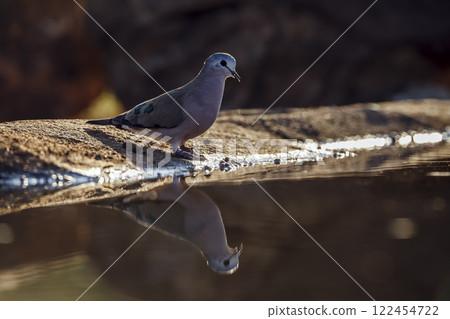 Emerald spotted Wood-Dove in Greater Kruger National park, South Africa Emerald spotted Wood-Dove in Greater Kruger National park, South Africa 122454722