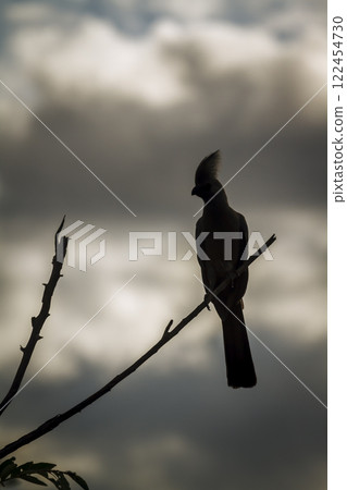 Grey go away bird in Greater Kruger National park, South Africa 122454730