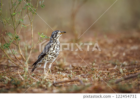 Groundscraper Thrush in Greater Kruger National park, South Africa 122454731