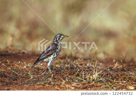 Groundscraper Thrush in Greater Kruger National park, South Africa Groundscraper Thrush in Greater Kruger National park, South Africa 122454732
