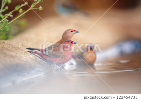 Jameson Firefinch in Greater Kruger National park, South Africa Jameson Firefinch in Greater Kruger National park, South Africa 122454733