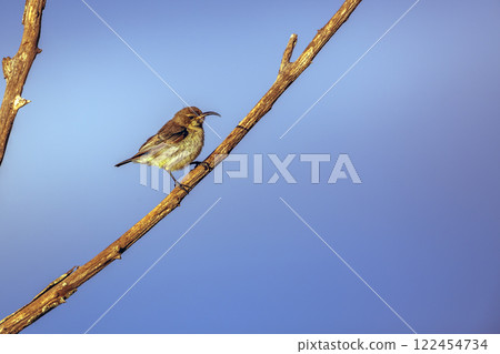 Mariqua Sunbird in Greater Kruger National park, South Africa 122454734