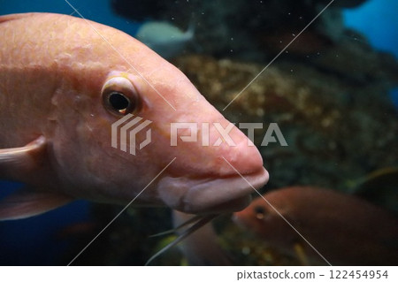 水下散步 122454954