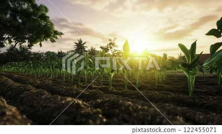 Vibrant Green Crop Rows Under Bright Sunrise in Rural Landscape Vibrant Green Crop Rows Under Bright Sunrise in Rural Landscape 122455071