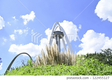 Pampas grass at 138 Tower Park Pampas grass at 138 Tower Park 122455127