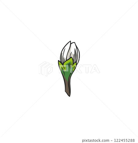 Bergamot flower bud, spring blossom plant sketch, vector hand drawn blooming floral design element, garden tree burgeon 122455288