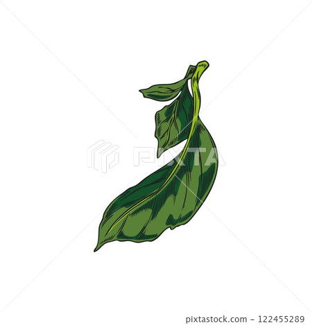Bergamot tree twig with green leaves sketch, vector plant foliage, tea herb, natural fragrance hand drawn floral element 122455289