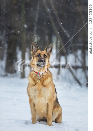 puppy breed German Shepherd walking in winter park puppy breed German Shepherd walking in winter park 122455306
