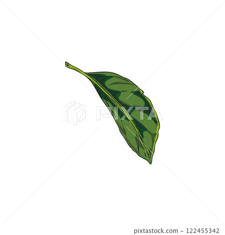Bergamot tree green leaf sketch vector icon, hand drawn floral element, plant foliage, tea herb, natural fragrance 122455342