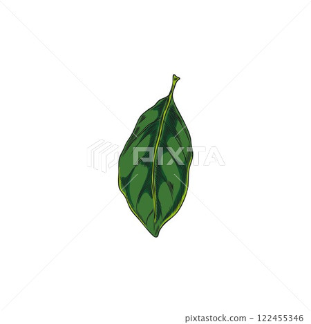 Bergamot tree green leaf sketch, vector hand drawn falling floral element, plant foliage, tea herb, natural fragrance 122455346