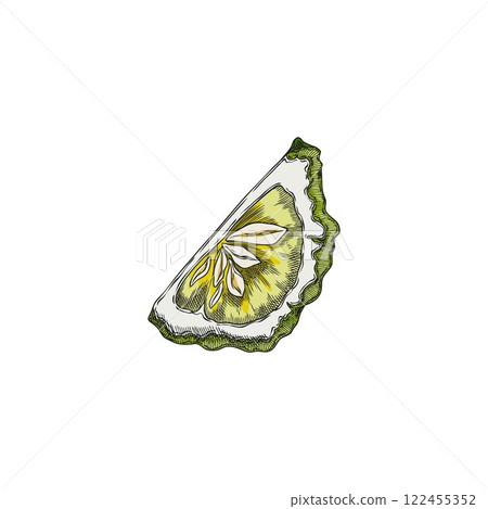 Bergamot fruit slice sketch, vector hand drawn fresh ripe green Kaffir lime fruit, farm organic juicy citrus food plant 122455352