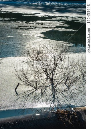Frozen lake and delicate trees Frozen lake and delicate trees 122455448