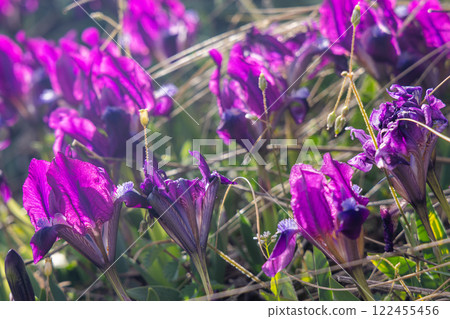 Iris pumila, flowers on The Palava mountain in South Moravia, Czech Republic, Europe. 122455456