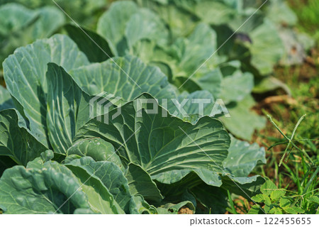 Close-up cabbage growing in the garden, vegetables in an organic farm under sunlight image. 122455655