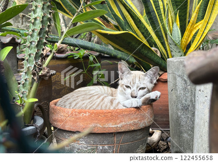 Portrait a lazy young homeless cat relaxing in an empty plant pot in a garden, depth of field young cat in a garden. 122455658