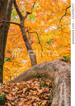 武田神社的紅葉【辻崎館遺址】 122456257