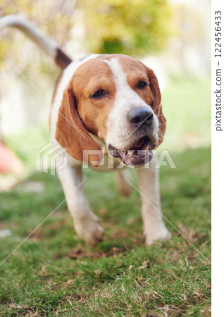 Head of beagle dog 122456433