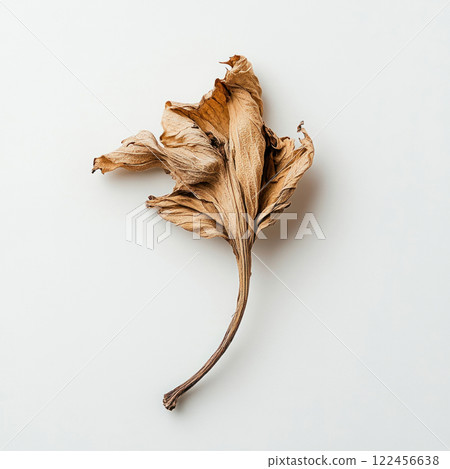 Dried leaves isolated on white background 122456638