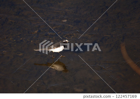 A Japanese Wagtail walking on thin ice on the water's surface 122457169