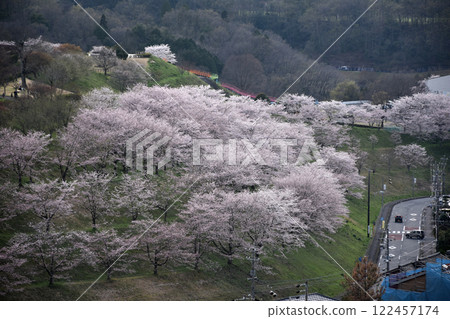 多雲天空下盛開的櫻花 122457174