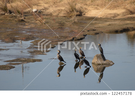 野生鸕鶿在日落時放鬆 122457178