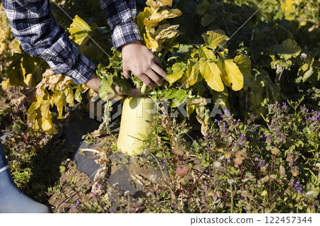 Scene of a woman working in the fields Scene of a woman working in the fields 122457344