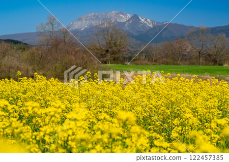 【日本百座名山】蒜山高原的春天：油菜花田和大山 岡山縣真庭市12 122457385
