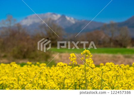 【日本百座名山】蒜山高原的春天：油菜花田和大山 岡山縣真庭市13 122457386