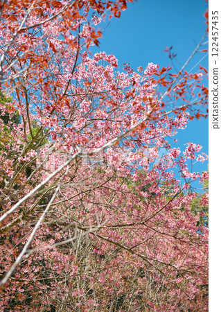 Wild Himalayan Cherry in Thailand 122457435