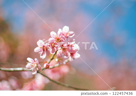 Wild Himalayan Cherry in Thailand Wild Himalayan Cherry in Thailand 122457436