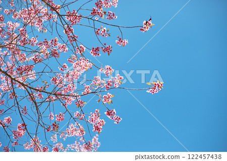 Wild Himalayan Cherry in Thailand 122457438
